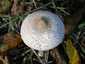Karcsú őzlábgomba (Macrolepiota mastoidea), Pilis